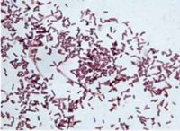 Bacillus subtilis штамм 26 Д