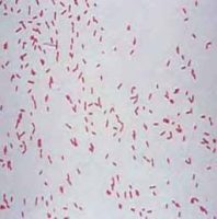 Pseudomonas fluorescens штамм АР-33