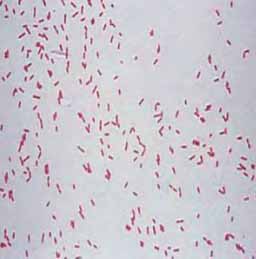 Pseudomonas fluorescens штамм АР-33