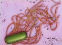 Salmonella enteritidis var. Issatschenko 29/1