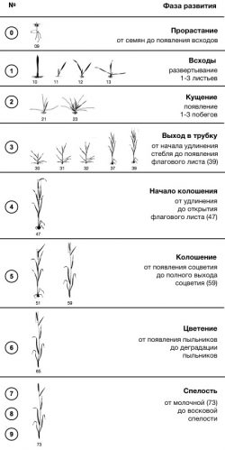 Пшеница мягкая - Фази развития