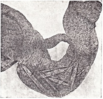 Персистентная передача - Кристаллы вируса <i>Oat pseudorosetter habdovirus</i>