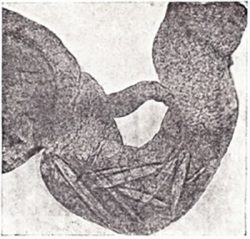 Персистентная передача - Кристаллы вируса <i>Oat pseudorosetter habdovirus</i>