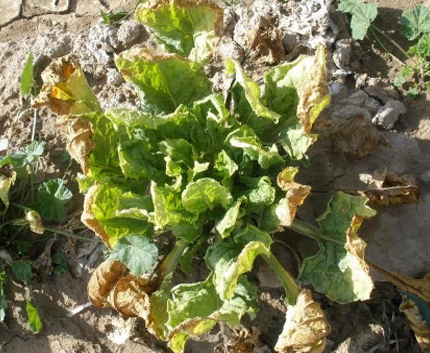Анатомо-цитологический метод диагностики вирозов - <i>Beet curly top virus</i> (вирус курчавости верхушки)