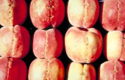 Репликация вироидов - Вироид <i>Peach latent mosaic viroid</i>