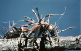 Грибные инсектициды - Гриб рода Cordyceps 