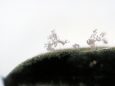 <i>Plasmopara halstedii</i> (Farl.) Berl. et de Toni. - Спороношение возбудителя на семядоле подсо