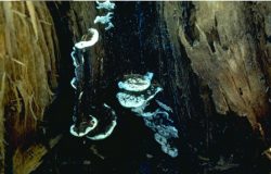 Corticiaceae - Плодовые тела <i>Heterobasidion annosum</i>