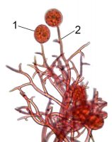 <i>Peronospora</i> - Спороношение