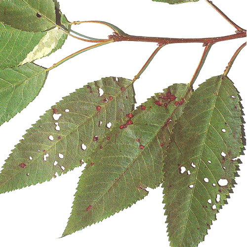 <i>Clasterosporium</i> - Симптомы на листьях персика