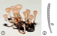 <i>Sclerotinia</i> - S. sclerotiorum