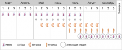 Долгоносик свекловичный обыкновенный - Фенология 