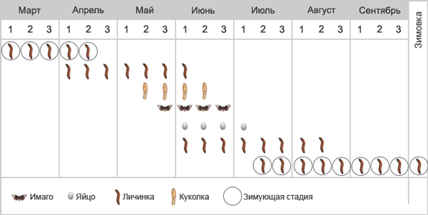 Листовертка пугливая - Фенология