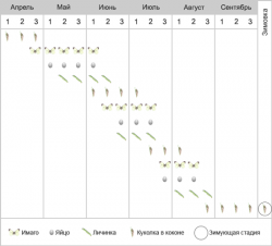 Белянка капустная - Фенология