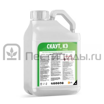 Скаут