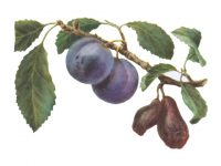 Кармашки слив