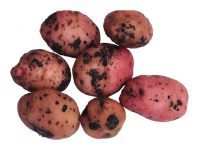 Парша черная картофеля