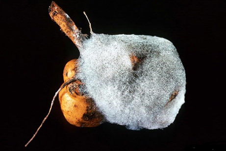 Зигомикота - <i>Rhizopus stolonifer</i>