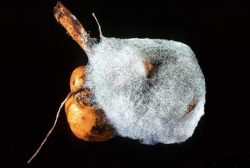 Зигомикота - <i>Rhizopus stolonifer</i>